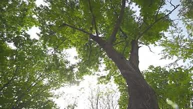 4k高清阳光透过树枝唯美逆光空镜头视频的预览图